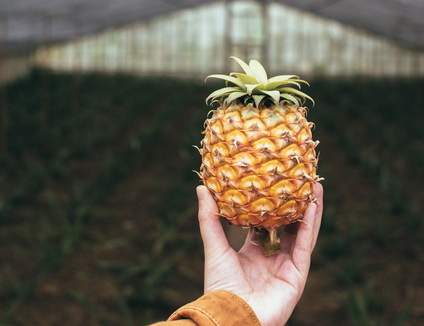 Azorean pineapple 