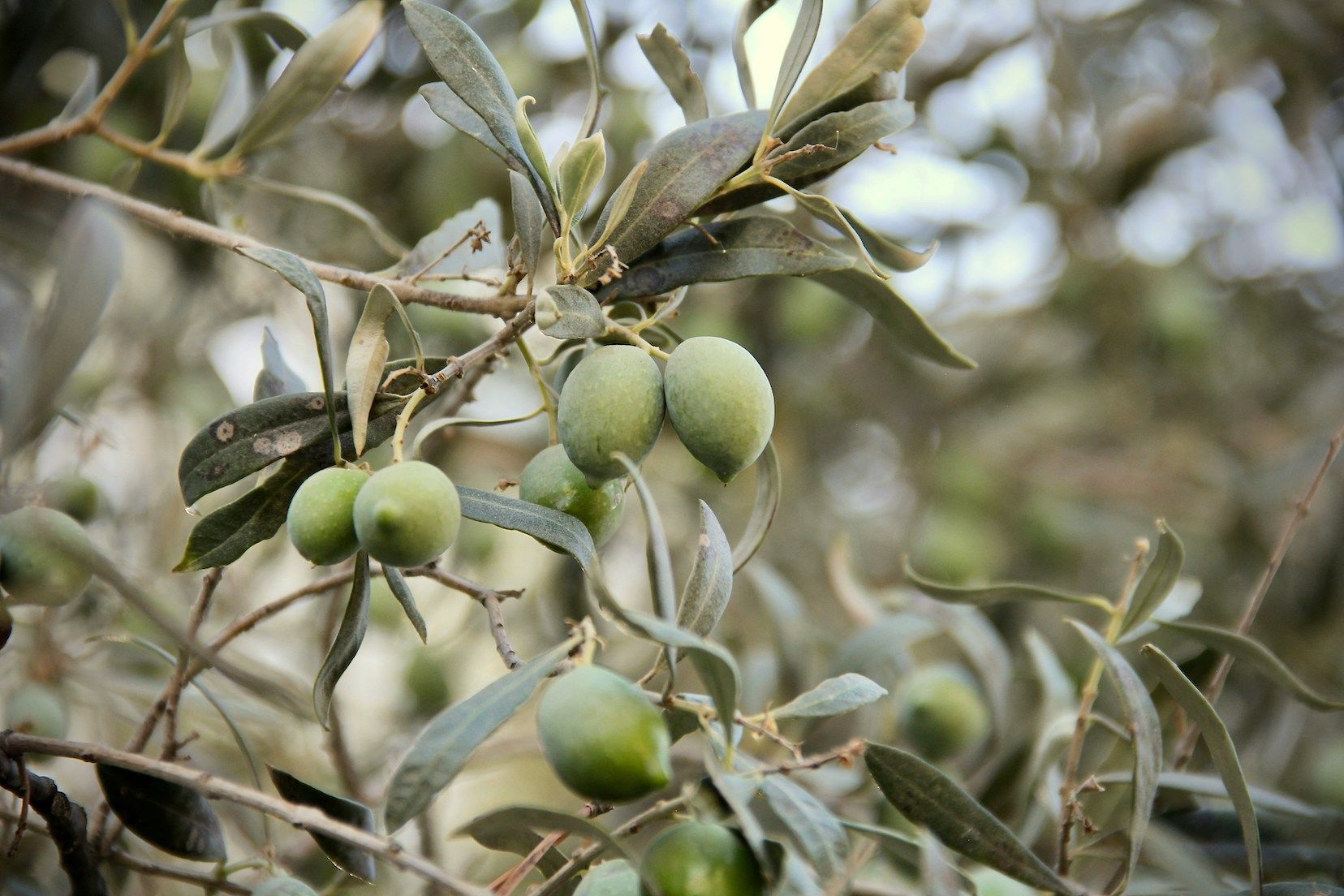 Green olives on tree in Span 