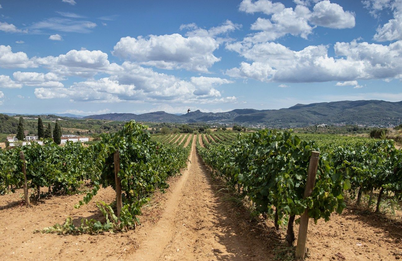 vineyard in Spain