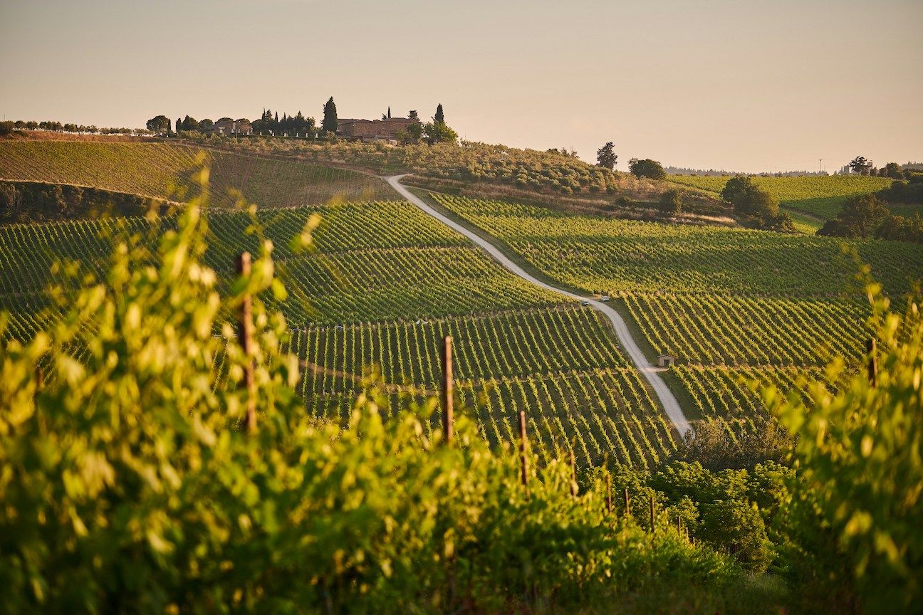 Tuscan countryside, green hills covers in vineyard and castle at the top