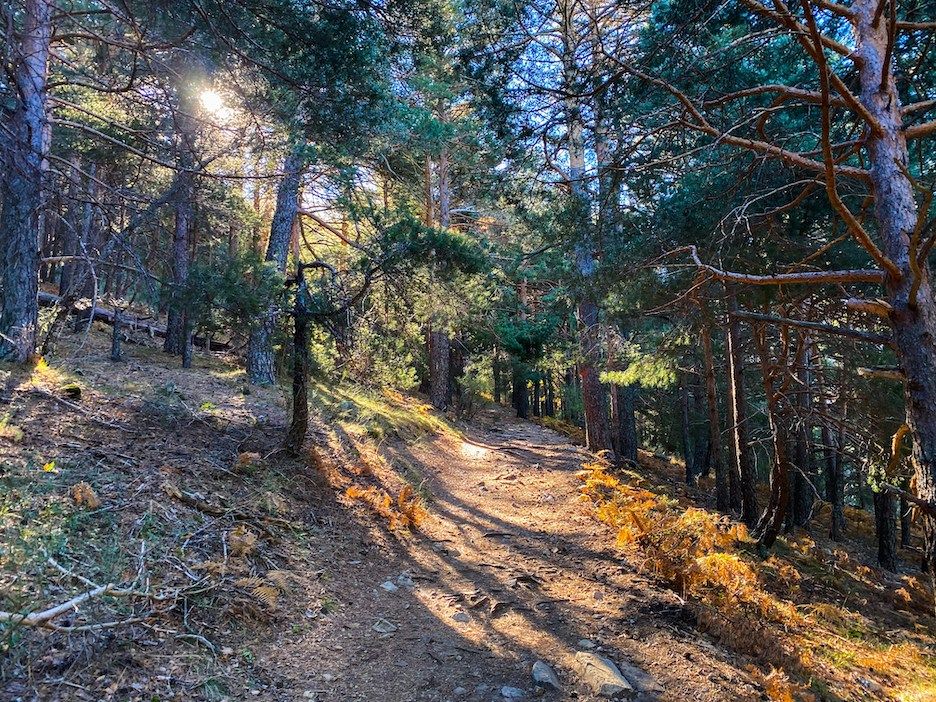 Forest in Sierra de Guadarrama National Park 