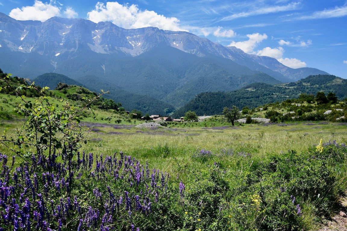 summer fields of wildflowers in Pyrenees mountains in Spain